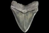 Serrated, Fossil Megalodon Tooth - Georgia #76457-2